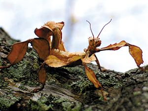 澳洲幽灵竹节虫活体竹节虫卵爬宠活体宠物昆虫叶子虫叶䗛另类宠物-图0