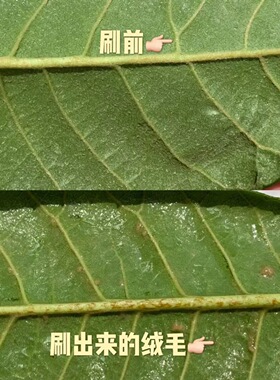 新鲜500g枇杷叶现摘现发农家可食用无农药纯天然非野生老树枇杷膏