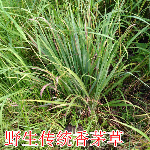 野生香茅草坐月子洗澡专用品种传统产妇产后泡澡药包洗头满月发汗 - 图0