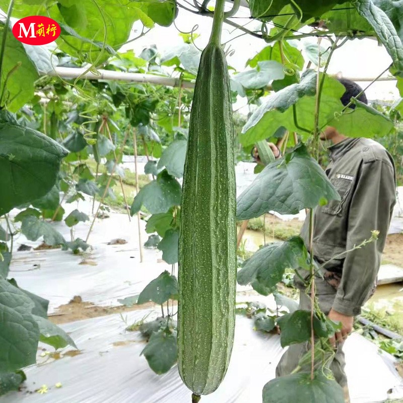 花点丝瓜苗种子苗秧八角棱角大肉丝瓜籽春季早熟秧苗四季蔬菜种苗 - 图0