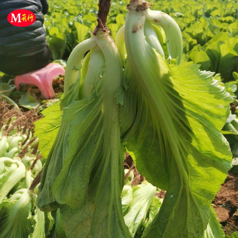 水东甜芥菜种子种鸡心甜介菜籽灯笼芥蔬菜种孑阳台盆栽四季青菜籽 - 图3