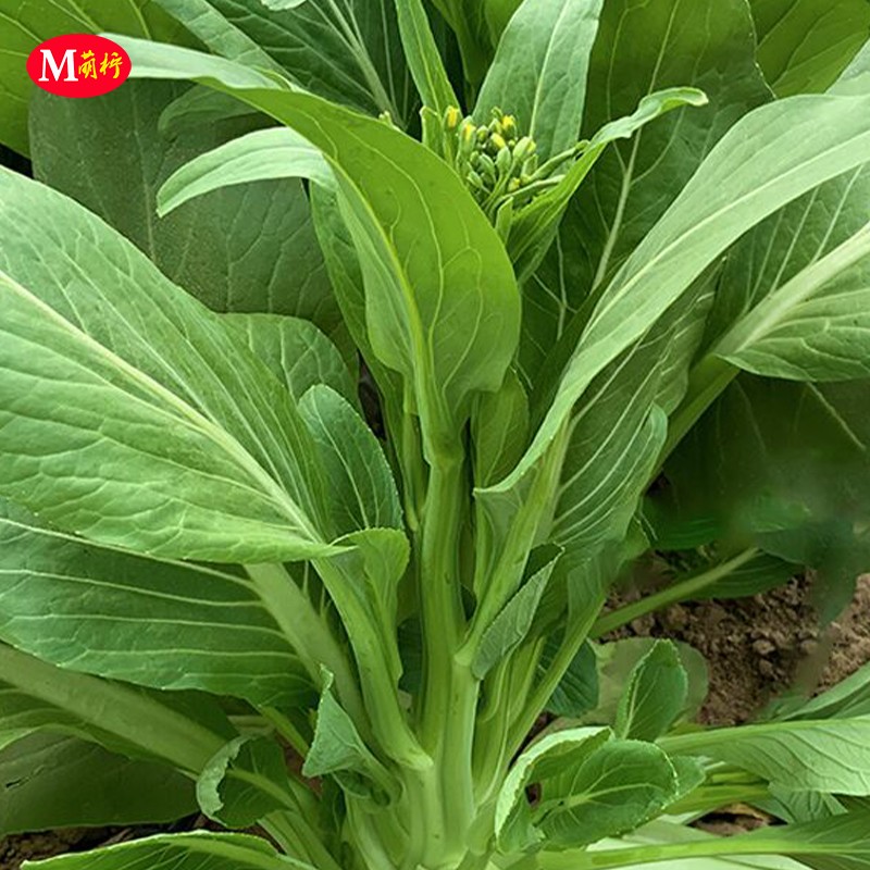 多苔一号菜苔种子青梗白菜苔菜种籽广东青菜四季阳台菜园蔬菜种子-图1