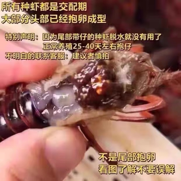 包邮龙虾苗种抱卵种虾小龙虾苗幼苗淡水养殖产卵龙虾种苗基地直发