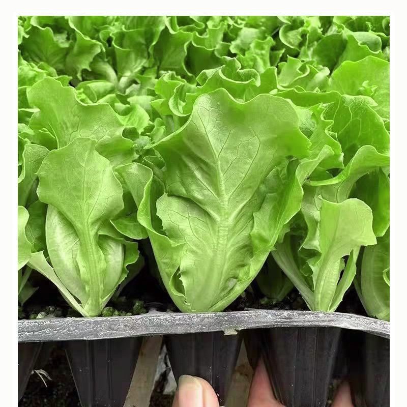 意大利生菜苗秧苗速生生菜穴盘种苗阳台庭院盆栽地栽四季种植菜苗,淘宝优惠券,粉丝福利购,淘宝优惠卷