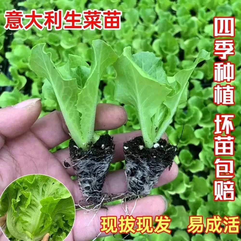 意大利生菜苗秧苗速生生菜穴盘种苗阳台庭院盆栽地栽四季种植菜苗,淘宝优惠券,粉丝福利购,淘宝优惠卷