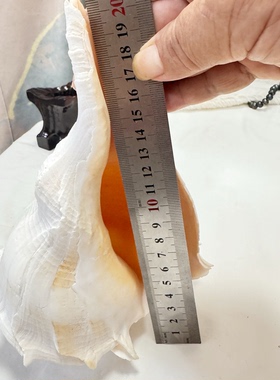 天然稀有大海螺贝壳家居装饰品