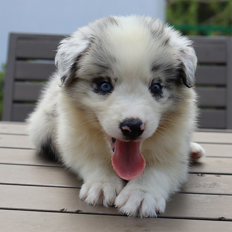 纯种边境牧羊犬幼犬赛级七白三通边牧陨石双血统金边边牧宠物狗-图2