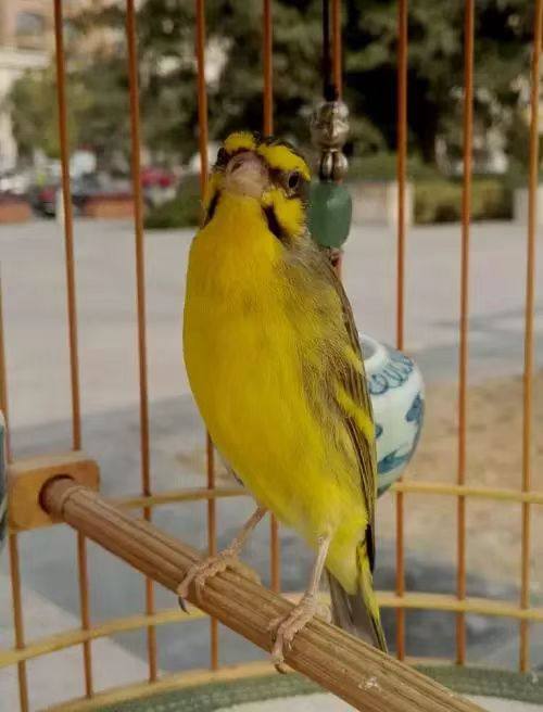 金青鸟大金黄金青鸟活鸟灰燕金青幼鸟人工繁殖宠物鸟鸣叫丝雀包邮,淘宝优惠券,粉丝福利购,淘宝优惠卷