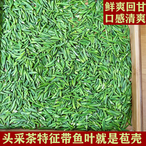 头采雀舌绿茶茶叶特级2026新茶春茶散装雅安蒙顶山茶礼盒装250g - 图0