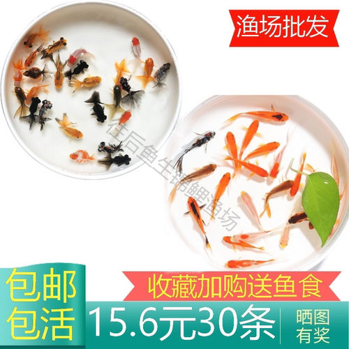 冷水观赏鱼苗红草金鱼活鱼锦鲤鱼活体热带鱼淡水鱼饲料鱼好养龙凤 - 图0