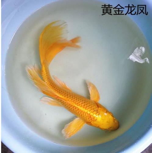 黄龙凤锦鲤鱼活体鱼缸观赏鱼冷水鱼金鱼大正昭和风水鱼招财鱼 - 图2