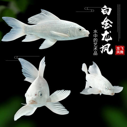 黄龙凤锦鲤鱼活体鱼缸观赏鱼冷水鱼金鱼大正昭和风水鱼招财鱼 - 图0