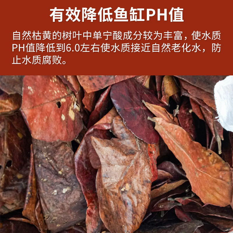 榄仁叶斗鱼懒人叶鱼缸降酸PH值调节剂水族液态乌龟橄榄龙眼叶子 - 图0