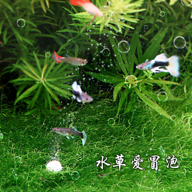 二氧化碳水草专用 新人首单立减十元 21年8月 淘宝海外
