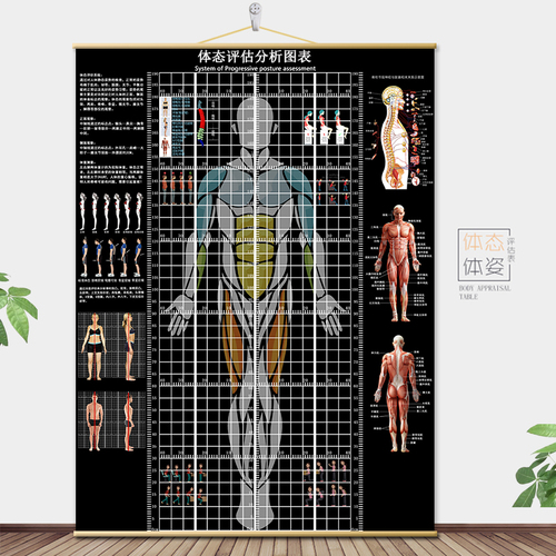 体态评估表挂式贴式体测健身房瑜伽馆私教身高臂展网格身体对比图