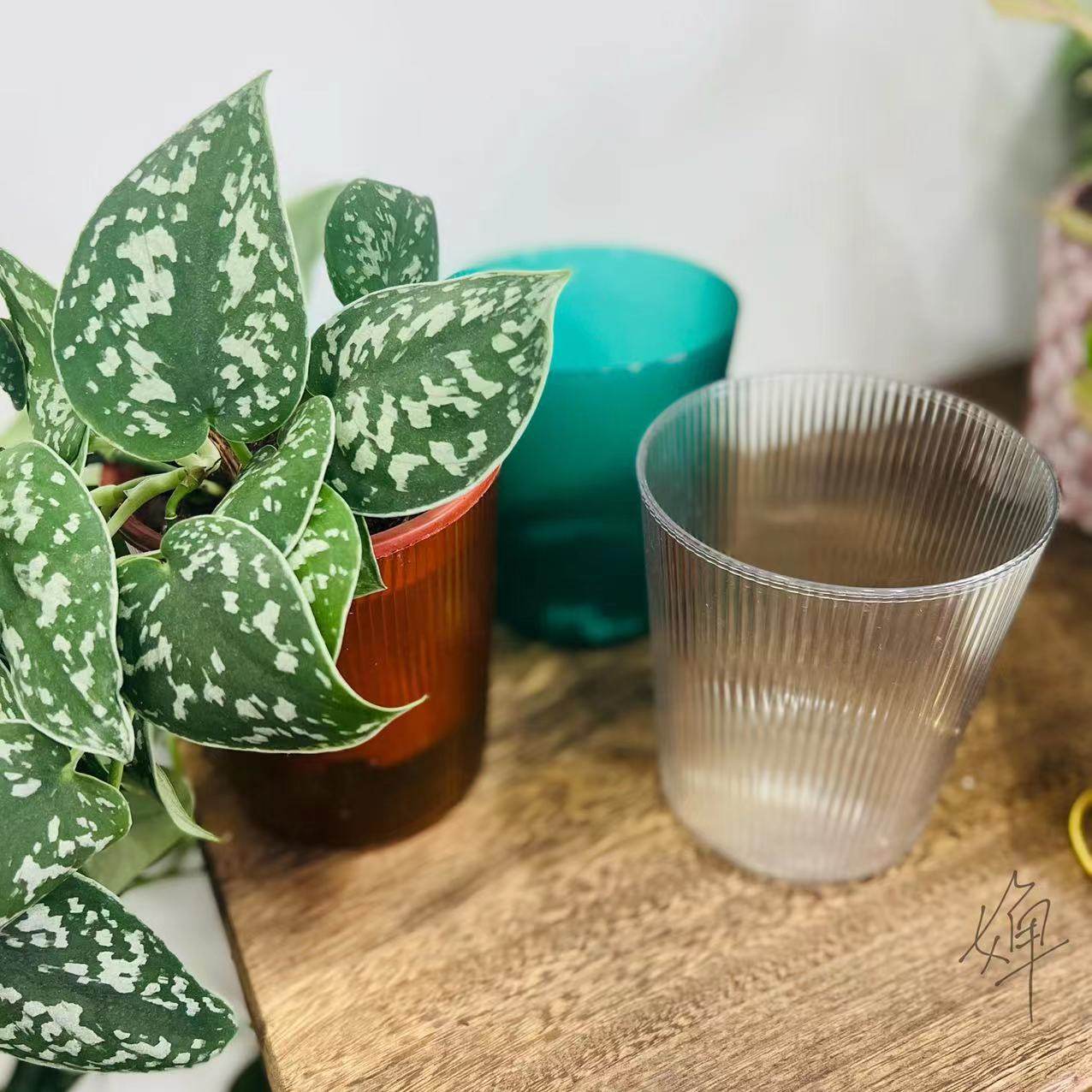 蝴蝶兰绿植花卉专用简约透明多色圆形桌面小中号水培塑料花盆包邮,淘宝优惠券,粉丝福利购,淘宝优惠卷