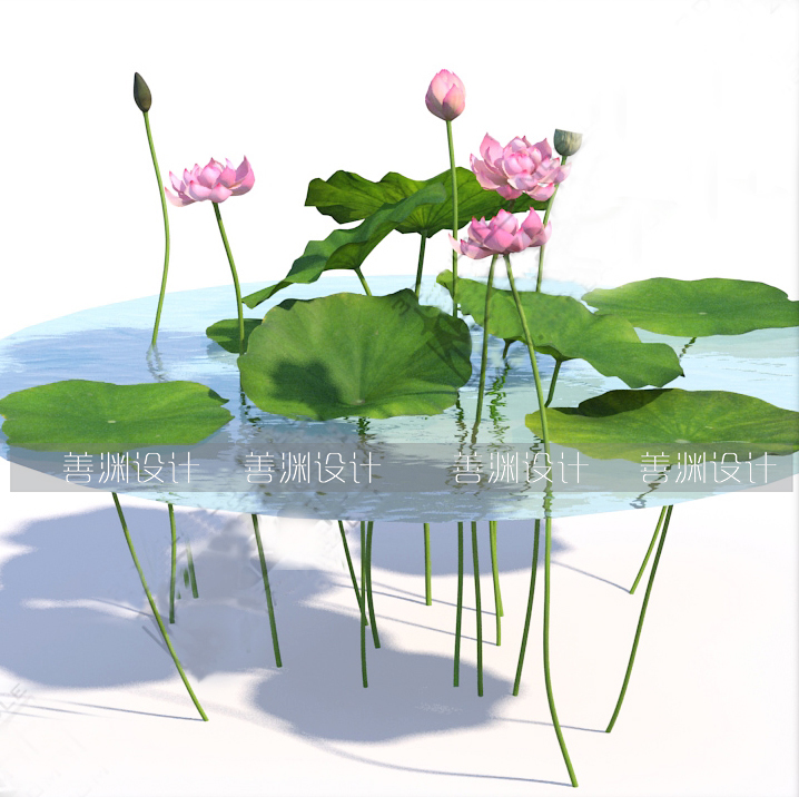 荷叶/荷花/莲花  3d植物C4D/犀牛/OBJ/3ds/3dmax/maya/FBX/SU可用 - 图2