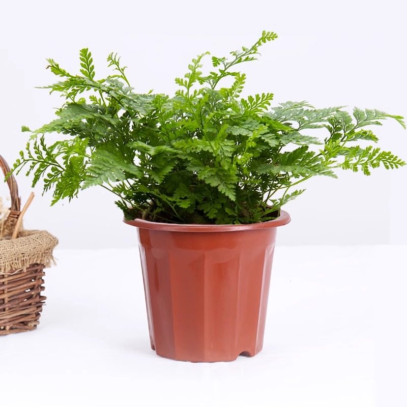 塑料花盆绿植育苗盆种植盆家用阳台多肉盆大小号控根透气排水花盆,淘宝优惠券,粉丝福利购,淘宝优惠卷