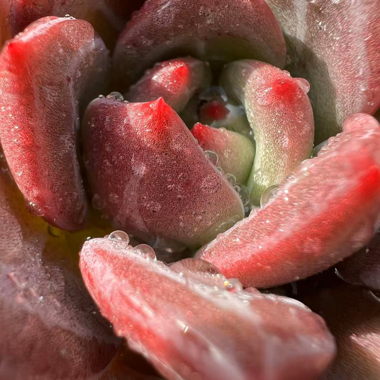 进口贵货暗纹糖心酒红暗夜香槟多肉植物室内盆栽新手组合花卉绿植 - 图0