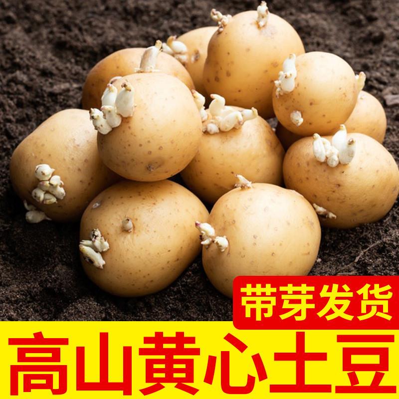 发芽土豆农家老品种恩施小土豆高山带芽冬士豆黄心马铃薯洋芋-图1