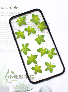 兔耳草叶上黄金植物标本滴胶手机壳书签压花相框贴画装饰押花干花