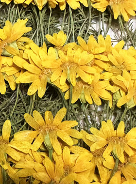 带枝金毛干花植物标本