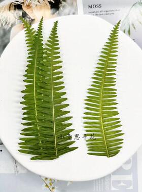 天然野生绿叶材料 真树叶植物标本幼儿园手工贴画diy滴胶干花压花