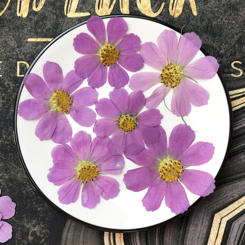 波斯菊 格桑花 干花 押花 压花情人节手工礼物 diy滴胶手机壳七夕,淘宝优惠券,粉丝福利购,淘宝优惠卷