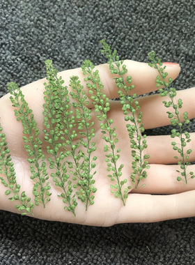 独行菜绿铃草押花植物树叶标本