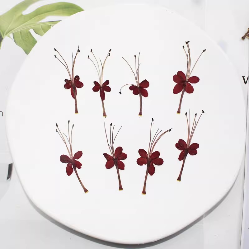 龙吐珠红蜻蜓植物标本干花手机壳滴胶书签台灯贴画面部装饰压押花 - 图1