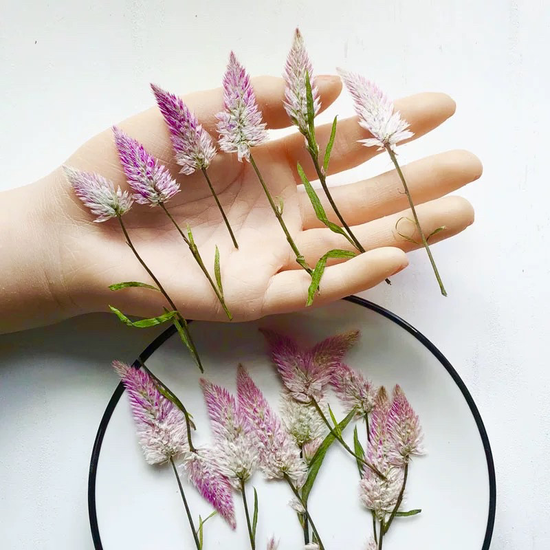 凤尾草 鸡冠花干花压花相框火漆贺卡书签团扇手工灯饰滴胶押花材,淘宝优惠券,粉丝福利购,淘宝优惠卷