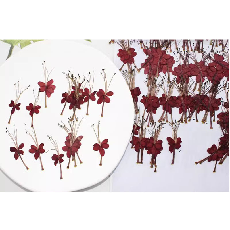 龙吐珠红蜻蜓植物标本干花手机壳滴胶书签台灯贴画面部装饰压押花 - 图2