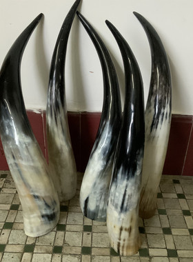 包邮特价品牌非洲牛角闪电发货