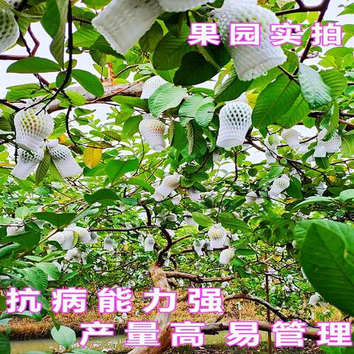 四季胭脂红番石榴苗嫁接红宝石芭乐珍珠番石榴苗盆栽地栽当年结果 - 图2