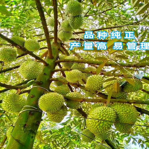 榴莲树果苗嫁接金枕猫山王榴莲苗南方盆栽地栽当年结果黑刺榴莲苗 - 图1