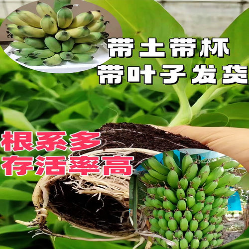 矮化香蕉树苗高产中蕉九号芭蕉树苗南北方盆栽地栽红美人红香蕉苗 - 图2