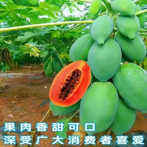 广西青木瓜苗盆栽地栽矮化红心木瓜苗带土带叶当年结果冰糖木瓜苗 - 图1