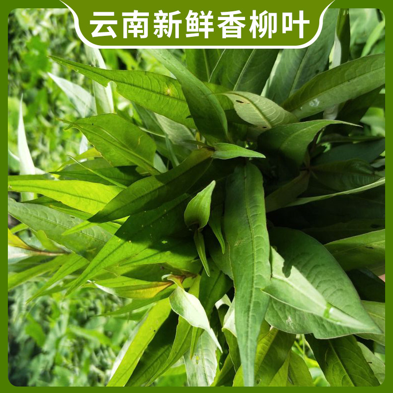 新鲜香柳叶辣柳野菜香辣柳傣味特产拉叻沙去腥鱼生草调料凉拌蘸水 - 图2