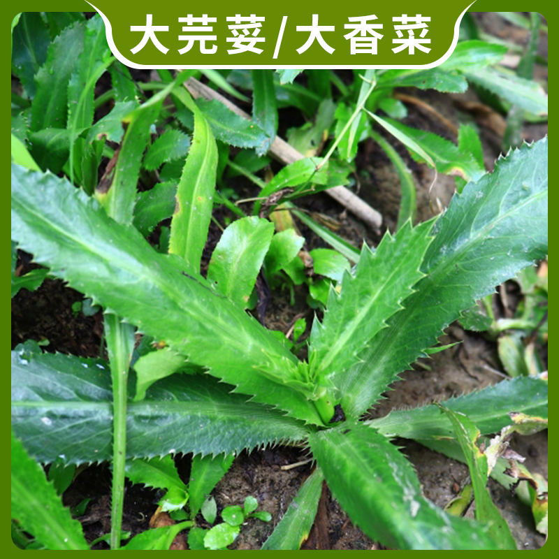 无根大芫荽大香菜新鲜现挖特色野菜洋刺芹傣味菜香料缅甸蔬菜食用 - 图2