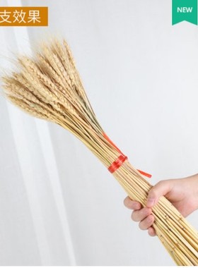 天然干稻穗稻谷麦穗小麦五谷丰登