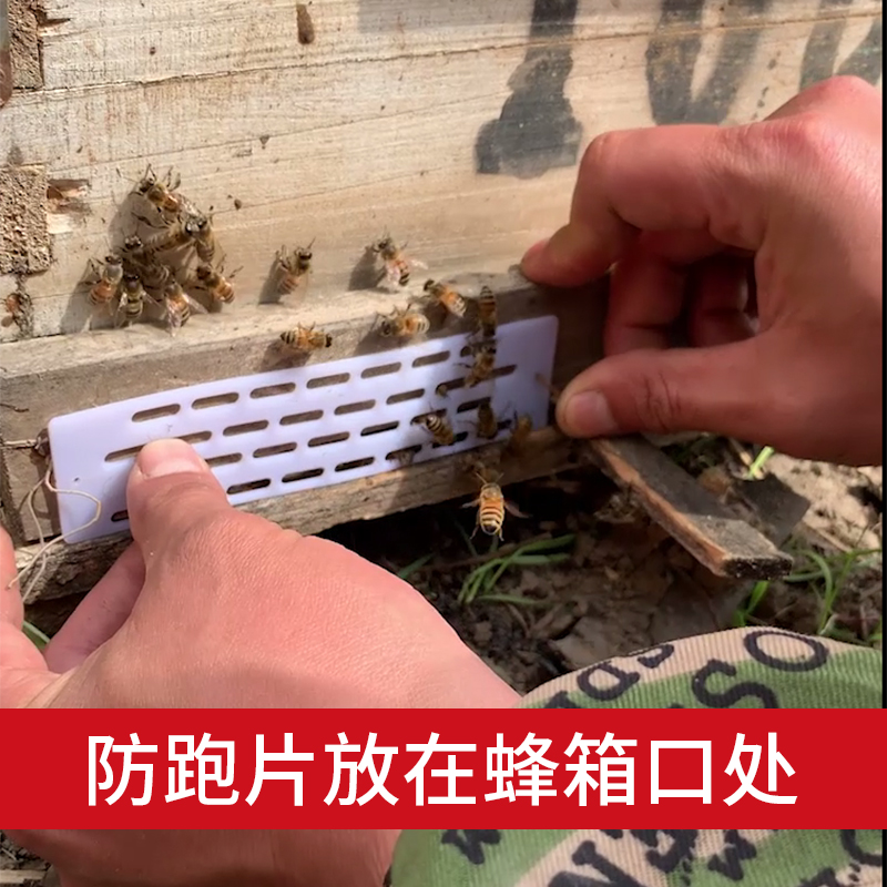 中蜂防跑片防逃框蜜蜂工具防盗器防蜂王飞逃防意蜂盗中蜂巢门蜂箱