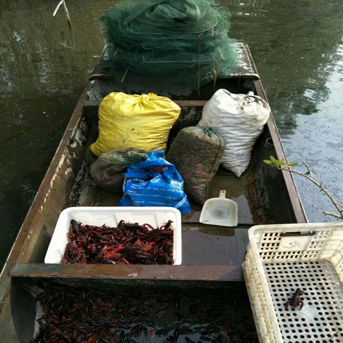 现逮微山湖小龙虾清水小龙虾活体789规格大龙虾鲜活小龙虾活3斤装 - 图3