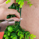 Barbed wire ties, hemp rope, nails, installation tools for green plants