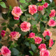 Simulated Sweetheart Diamond Star and Moon Pastoral Rose Rattan