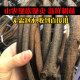 Mountain ancient trees, vines, vines and vines with optional thickness