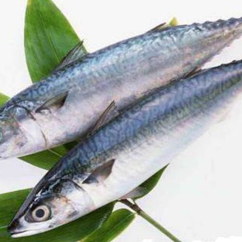 青占鱼10斤新鲜船冻青花鱼花鳀鱼青条鱼鲭鱼鲐鱼花鲱海鲜水产包邮 - 图1
