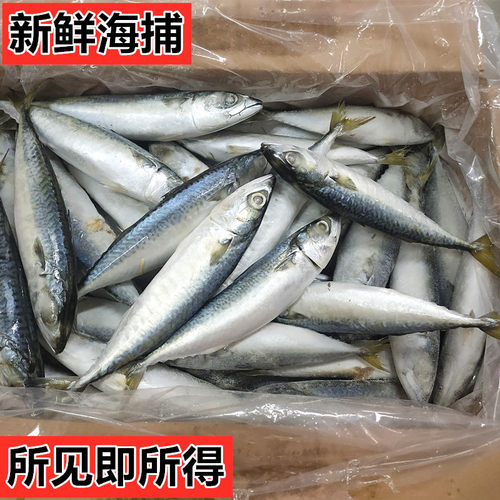 船冻青占鱼20斤野生海捕新鲜海鲜冷冻青花鱼青鱼小头鱼鲐鲅鱼包邮 - 图1