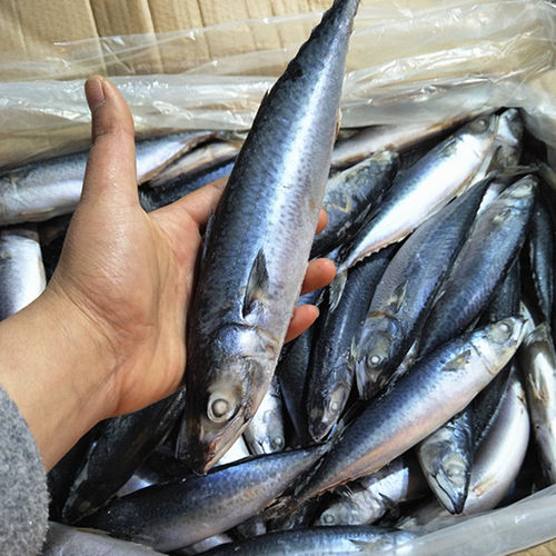 船冻青占鱼20斤新鲜海鲜中号冷冻青花鱼小头鱼鲐鲅鱼马鲛鱼鲭包邮 - 图0