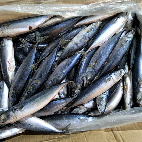 青占鱼10斤新鲜船冻青花鱼花鳀鱼青条鱼鲭鱼鲐鱼花鲱海鲜水产包邮 - 图0