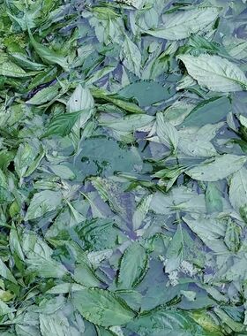 草木染扎染蜡染型染印花布植物染